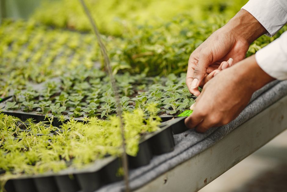 Hands carefully adjusting seedling trays in a greenhouse environment, focusing on plant growth and care.
